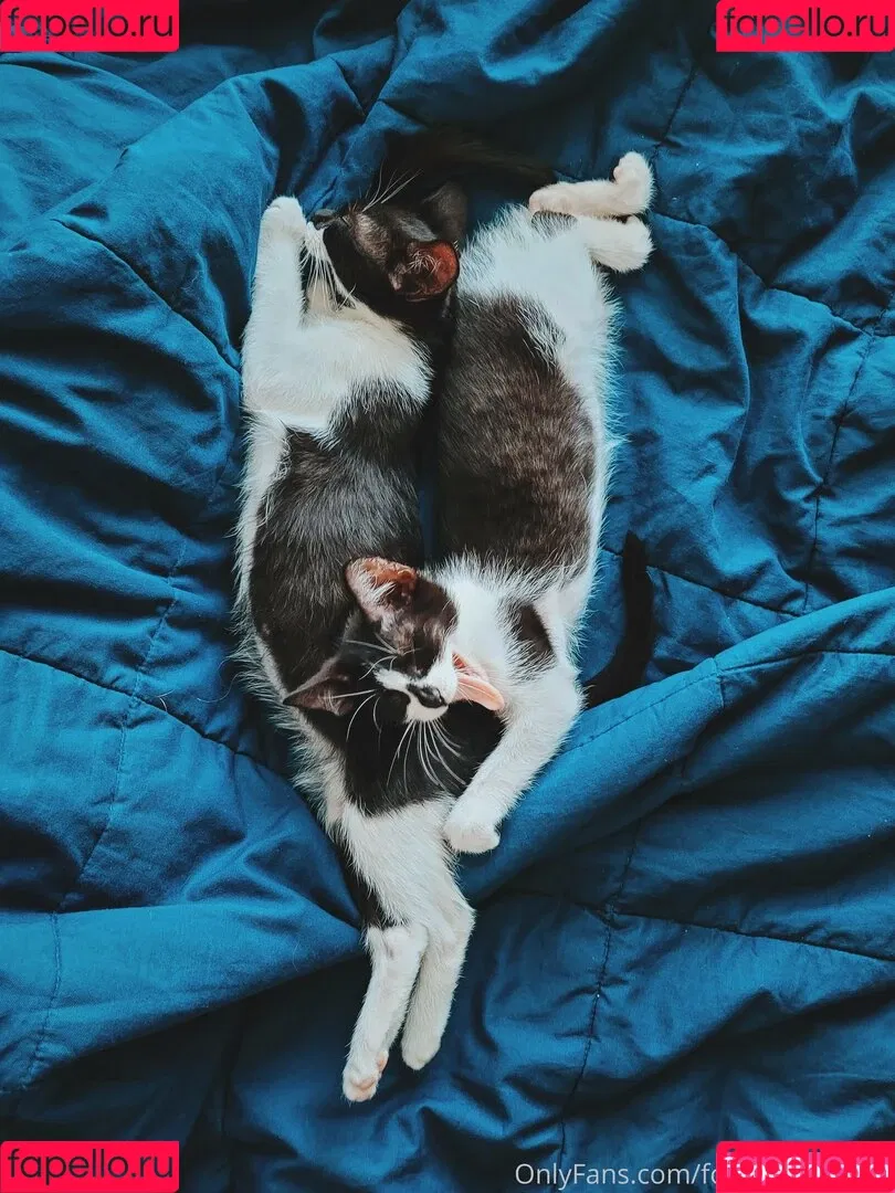 fosterkittendad Onlyfans Photo Gallery 