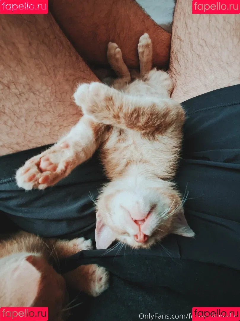 fosterkittendad Onlyfans Photo Gallery 
