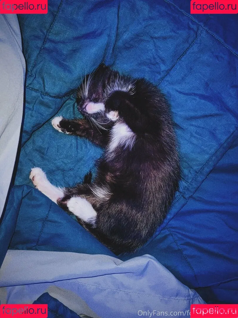 fosterkittendad Onlyfans Photo Gallery 