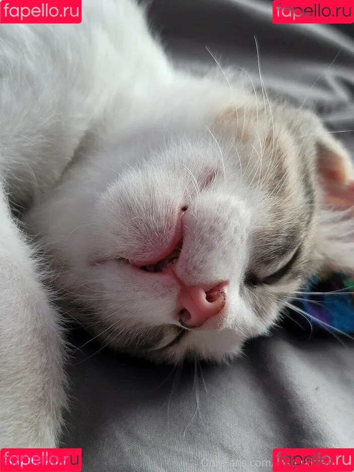 fosterkittendad Onlyfans Photo Gallery 