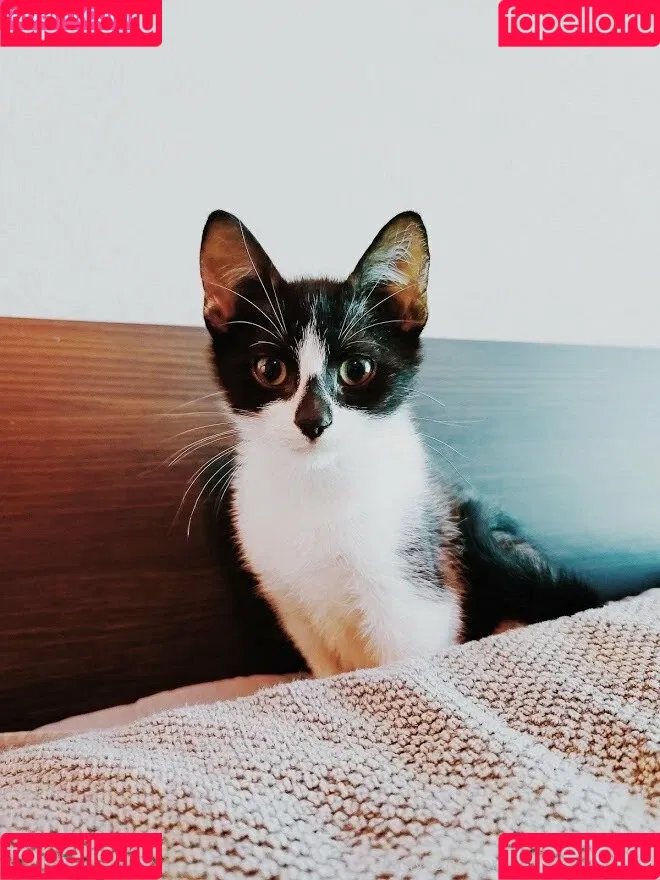 fosterkittendad Onlyfans Photo Gallery 