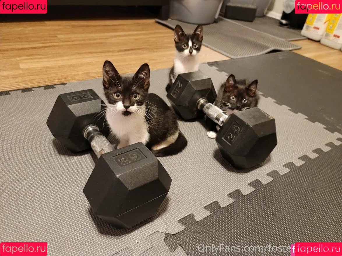 fosterkittendad Onlyfans Photo Gallery 