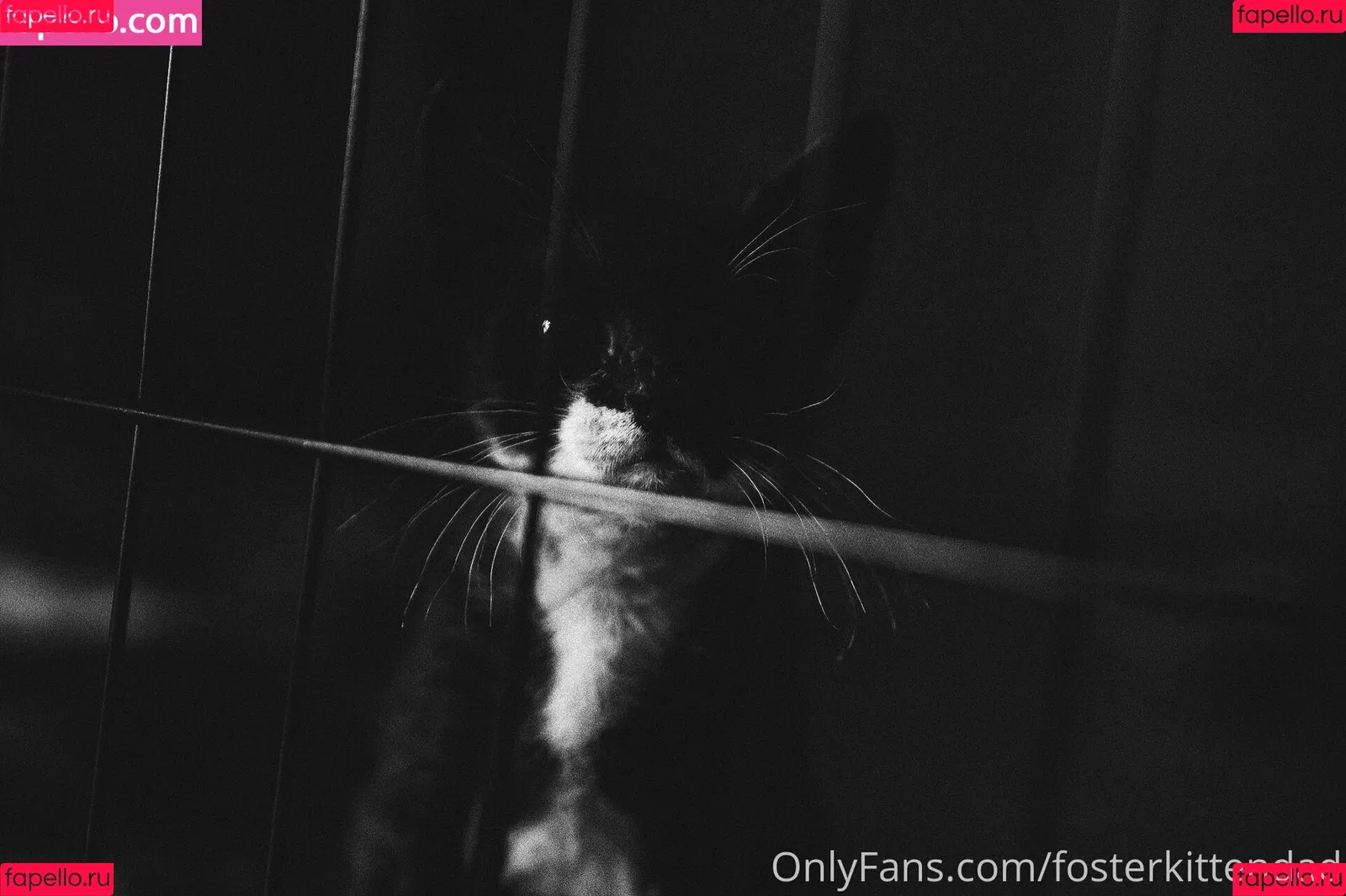 fosterkittendad Onlyfans Photo Gallery 