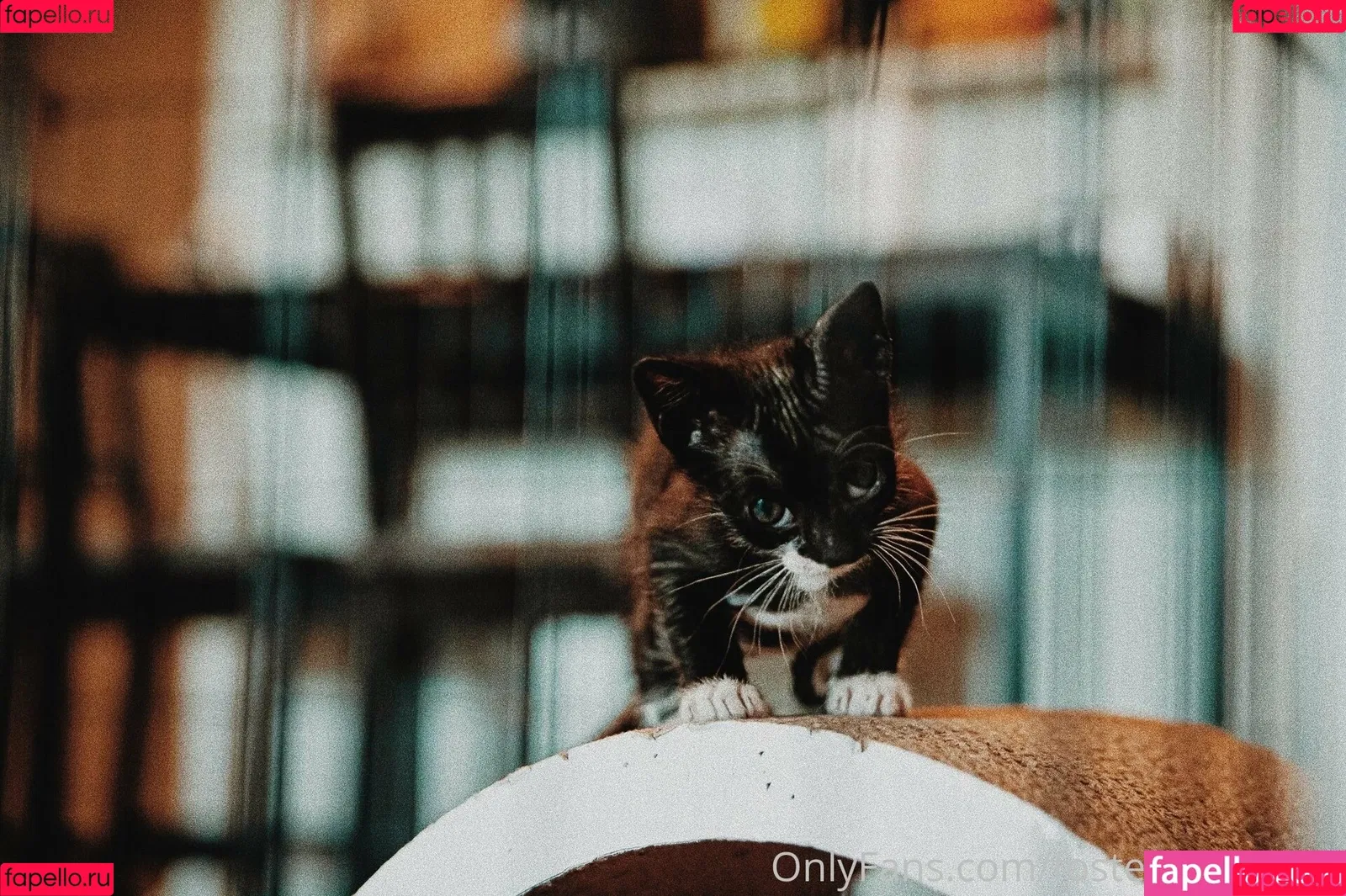 fosterkittendad Onlyfans Photo Gallery 