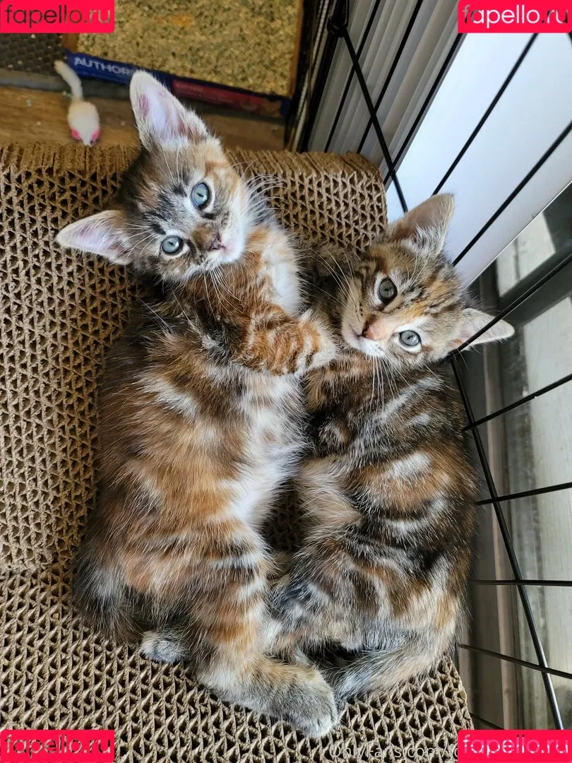 fosterkittendad Onlyfans Photo Gallery 