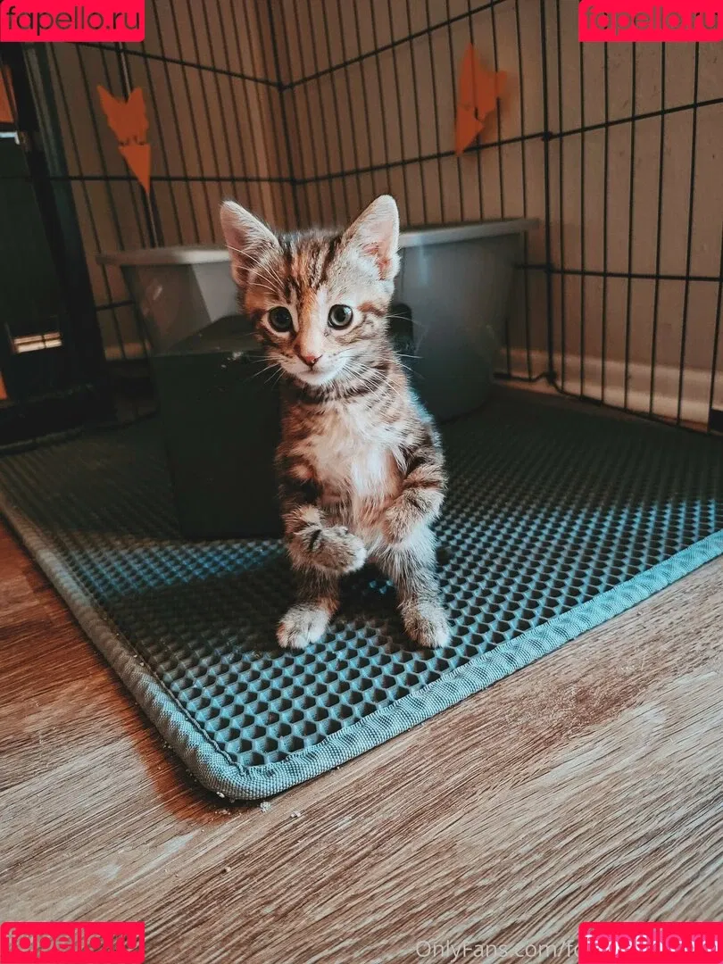 fosterkittendad Onlyfans Photo Gallery 