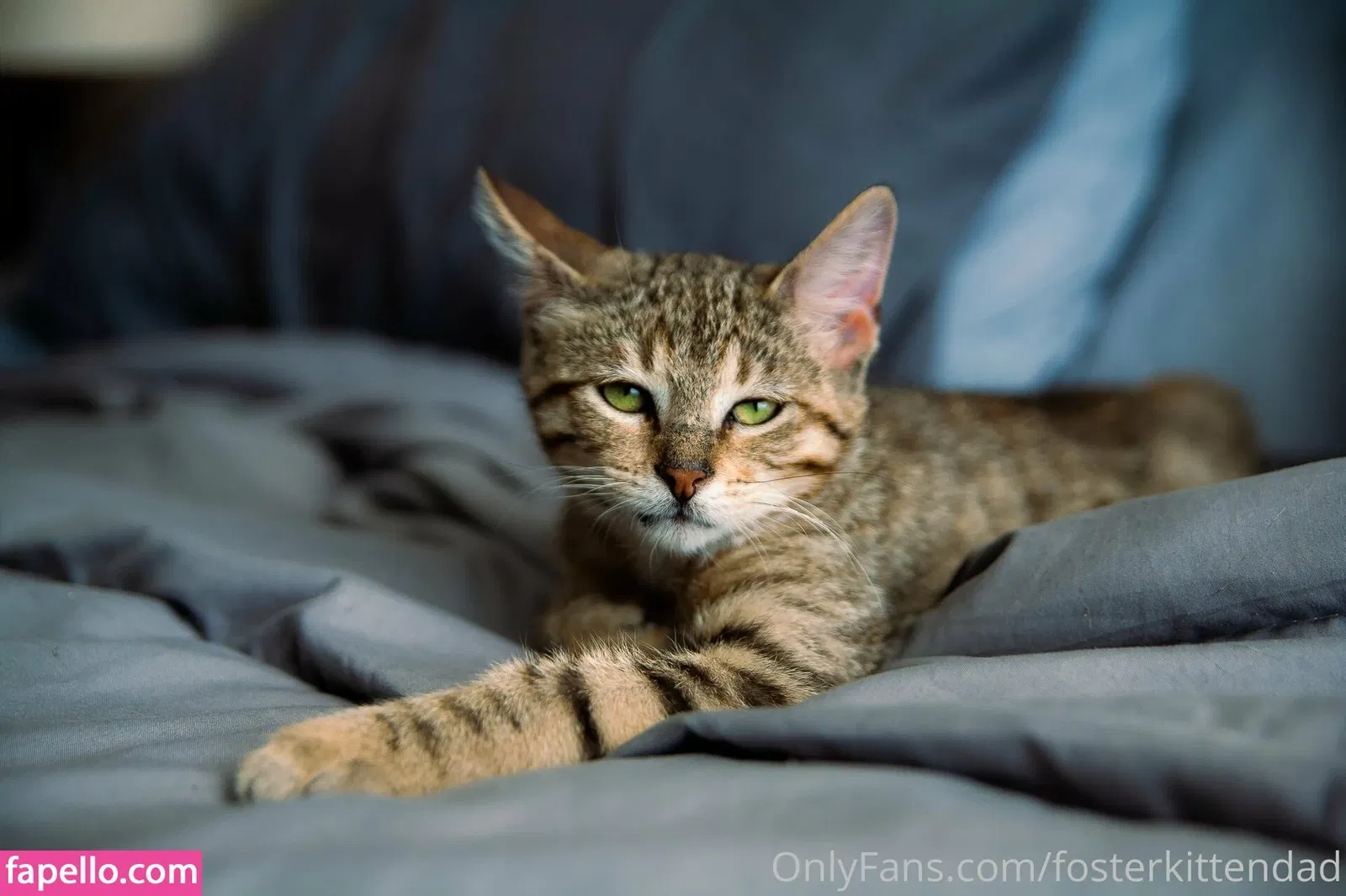 fosterkittendad Onlyfans Photo Gallery 