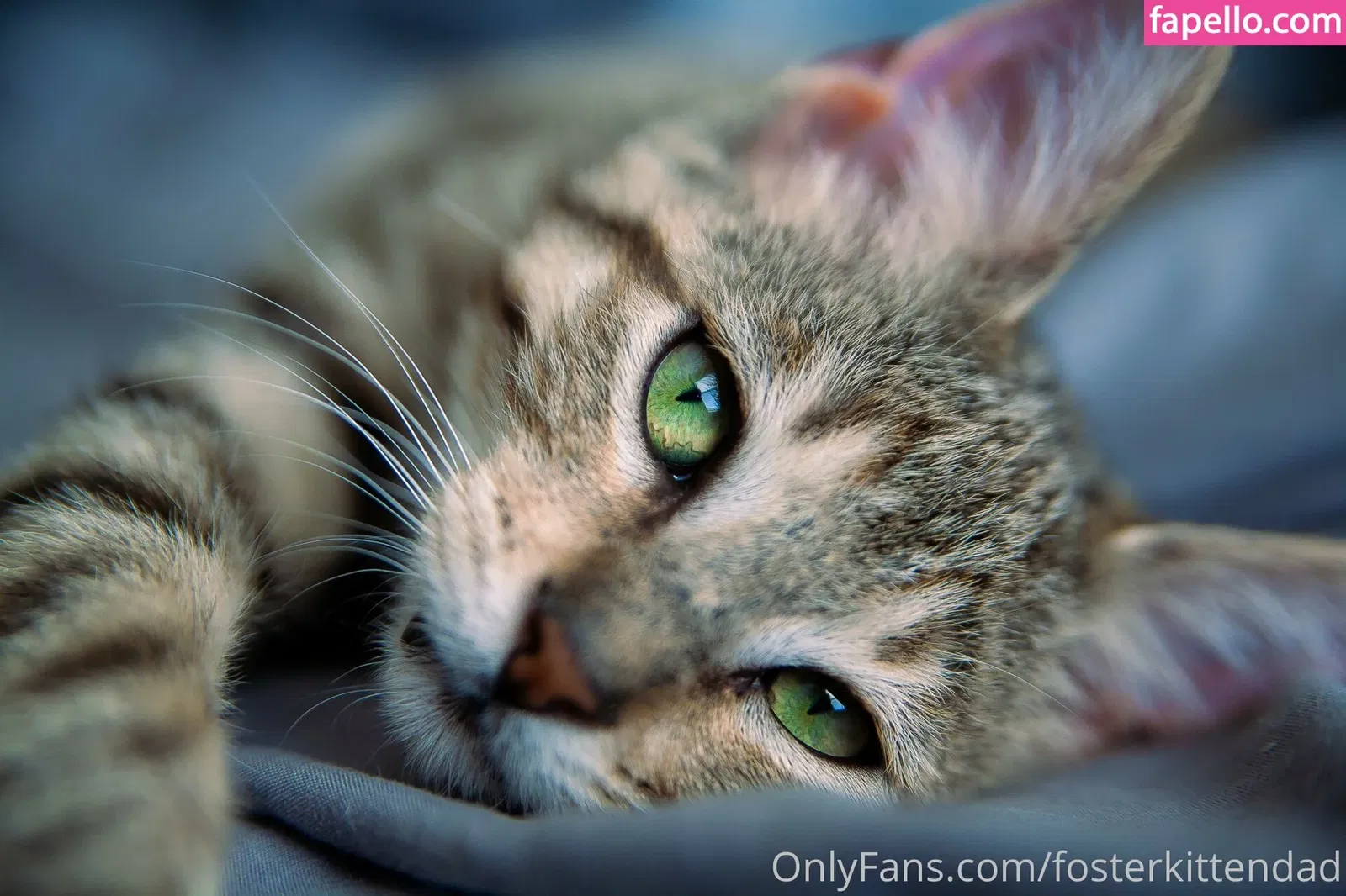 fosterkittendad Onlyfans Photo Gallery 