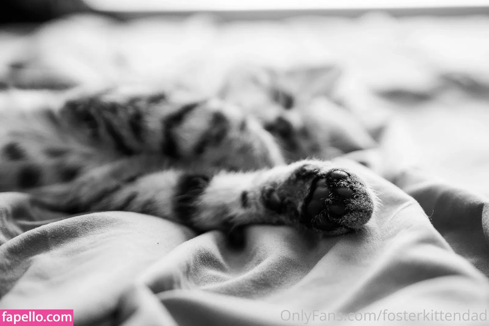 fosterkittendad Onlyfans Photo Gallery 