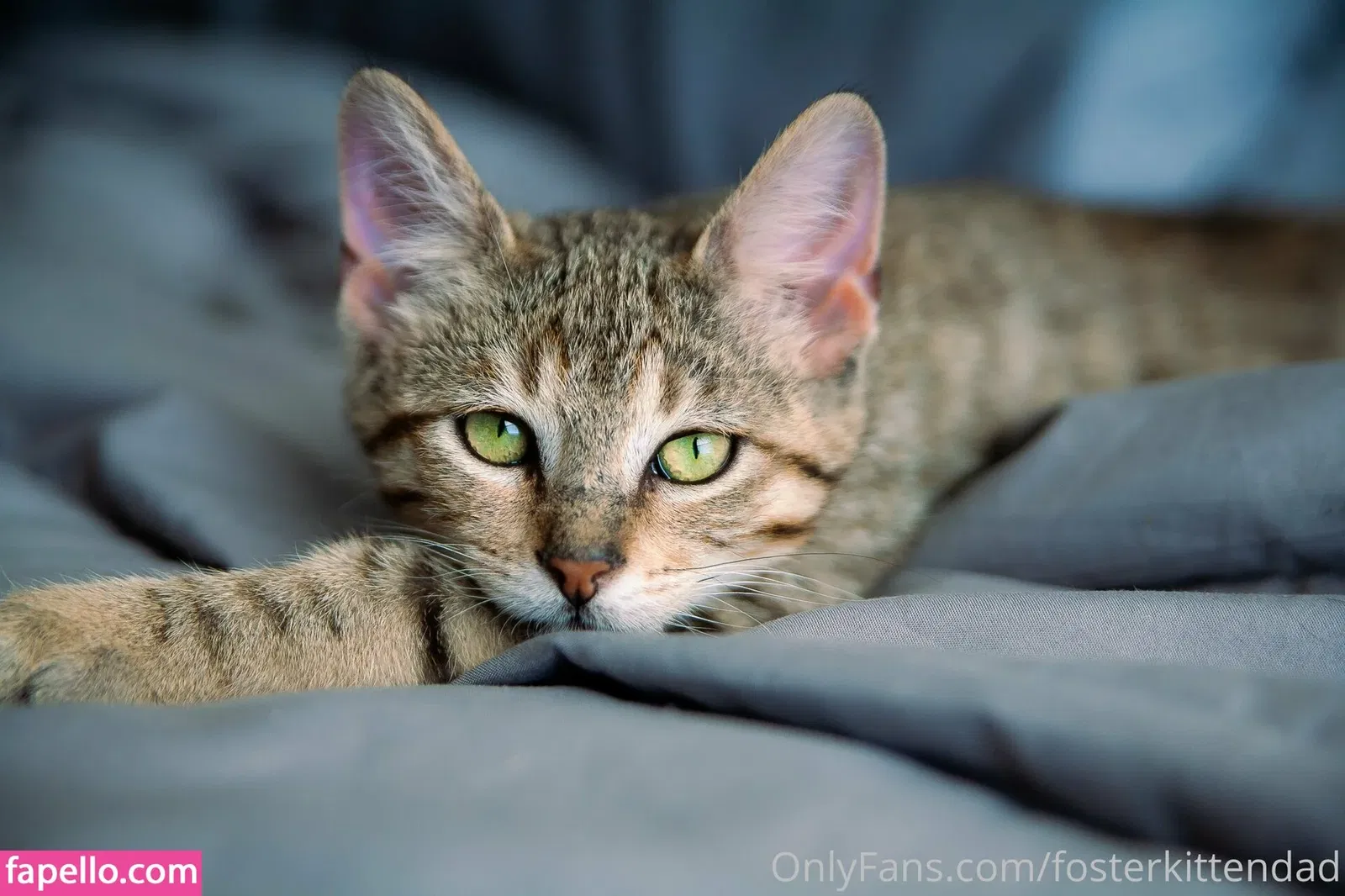 fosterkittendad Onlyfans Photo Gallery 