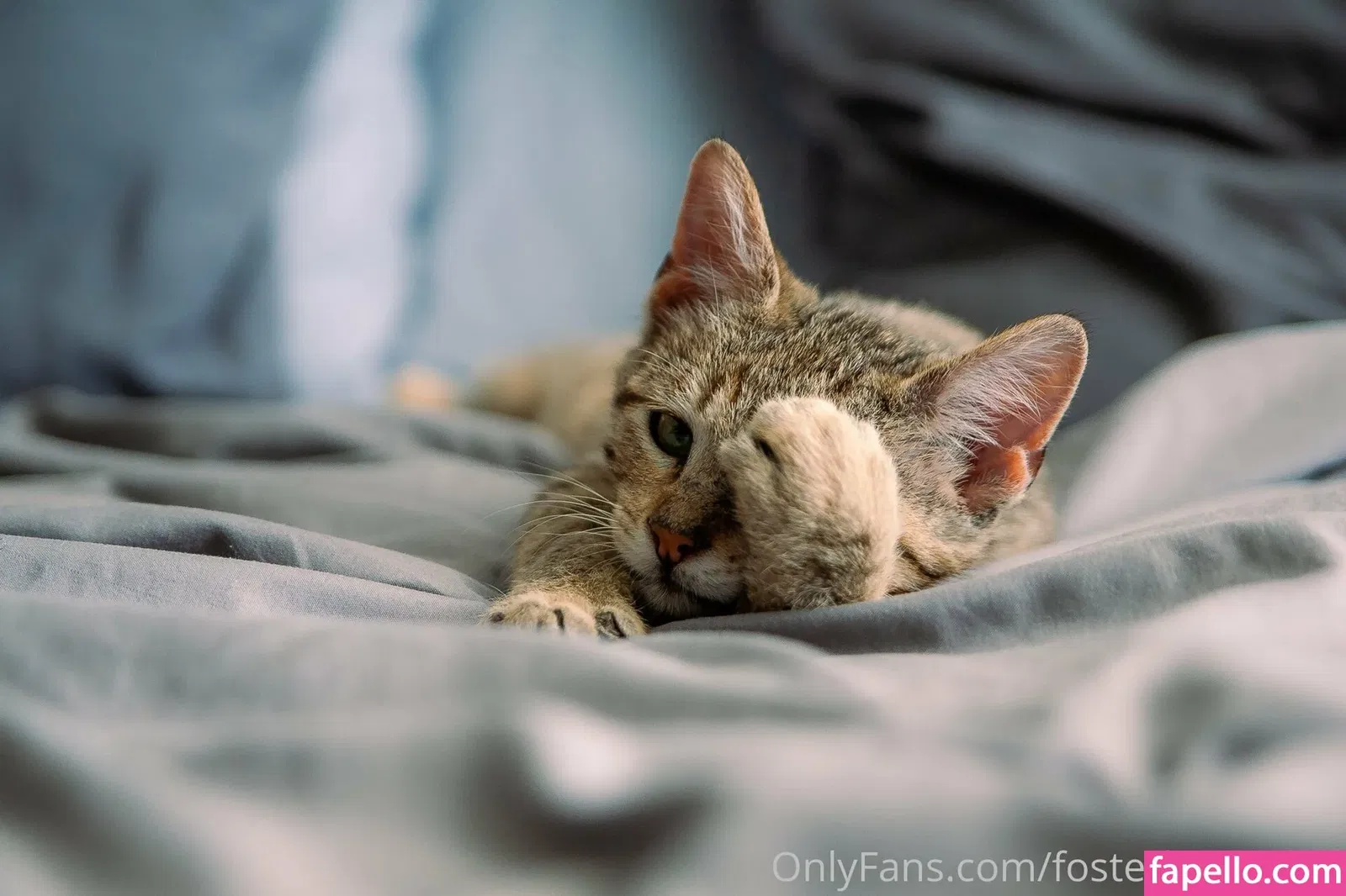 fosterkittendad Onlyfans Photo Gallery 