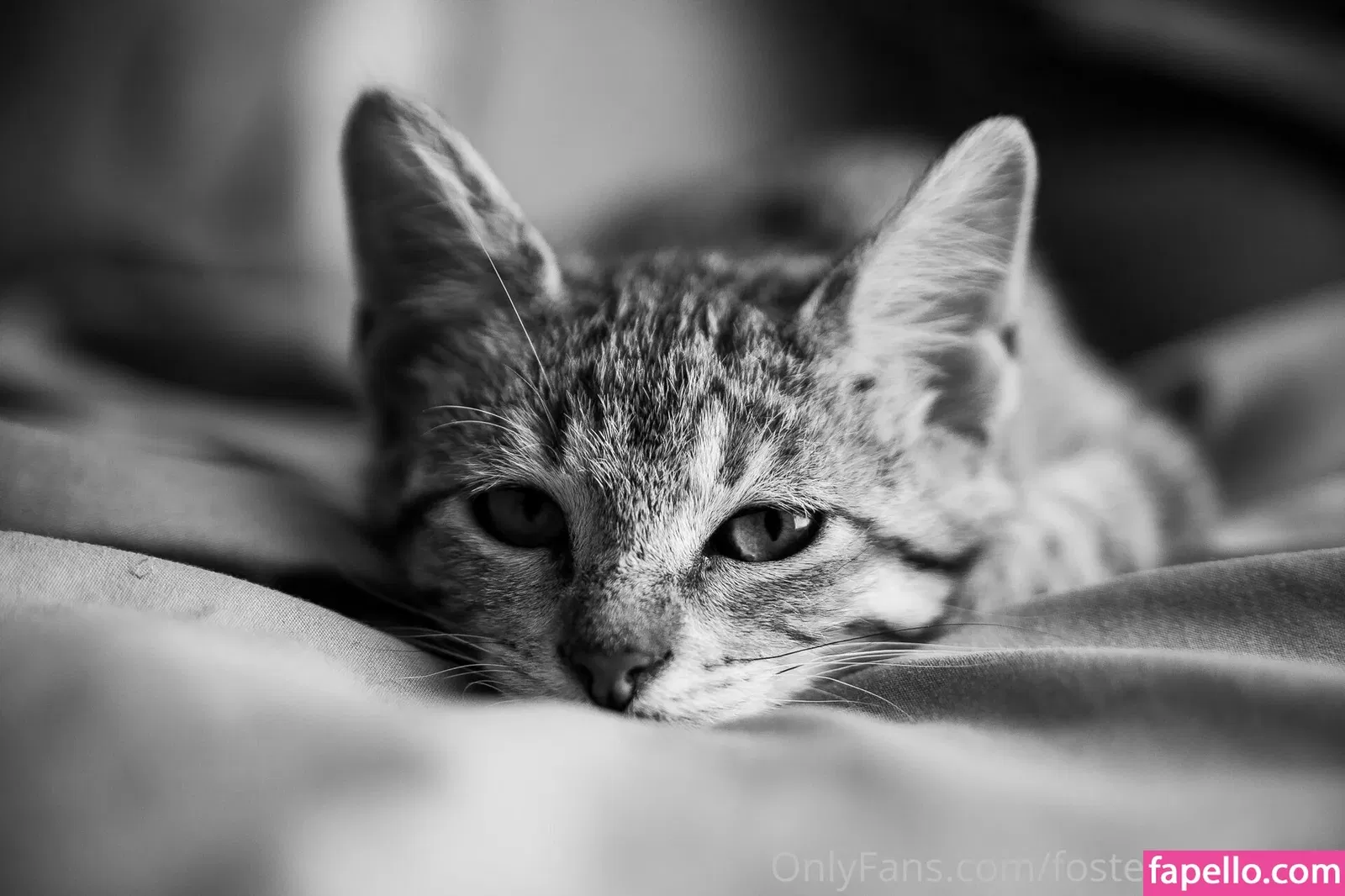 fosterkittendad Onlyfans Photo Gallery 