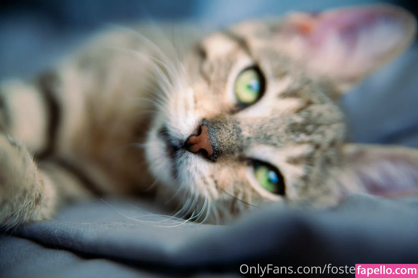 fosterkittendad Onlyfans Photo Gallery 