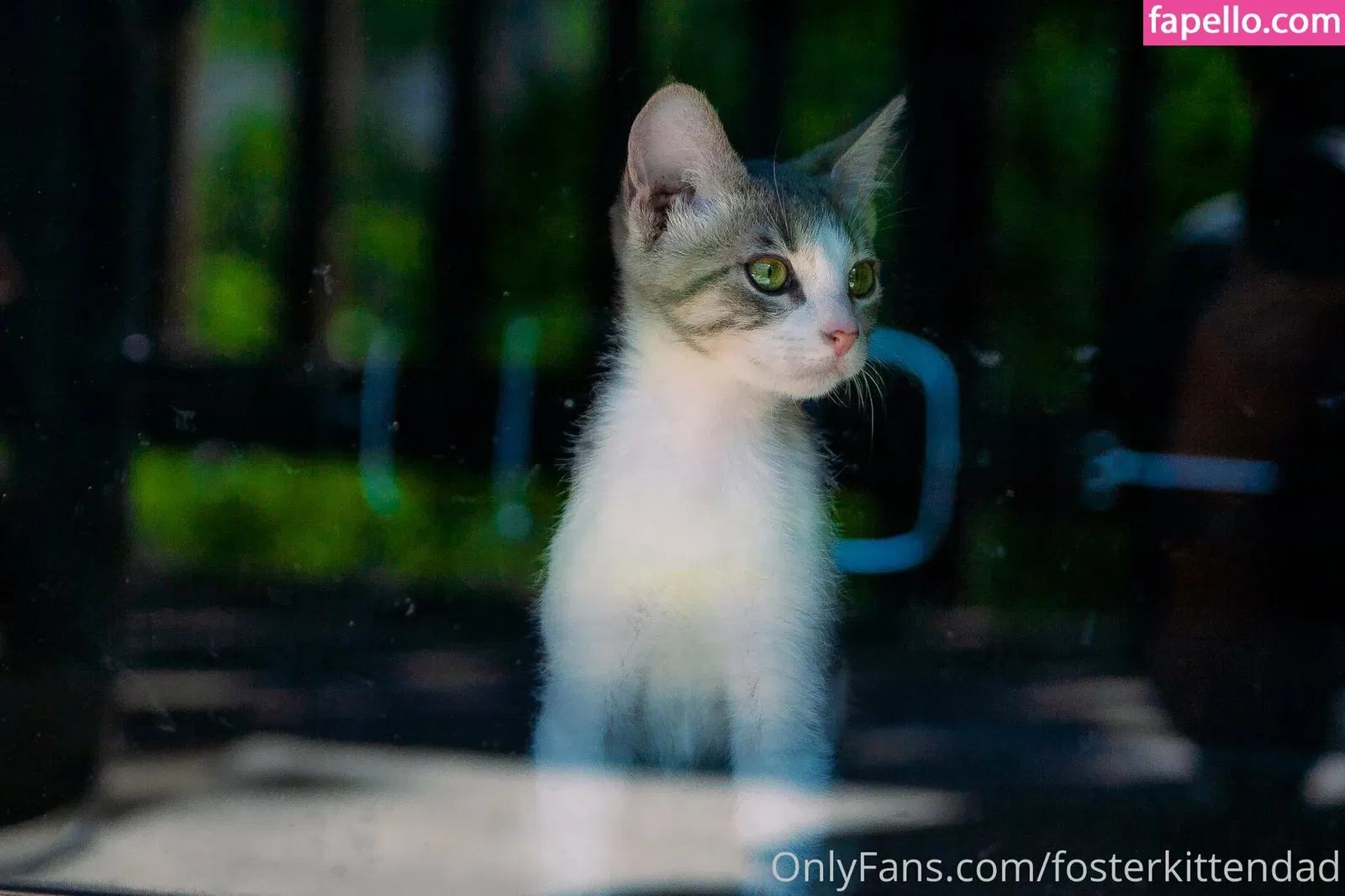 fosterkittendad Onlyfans Photo Gallery 