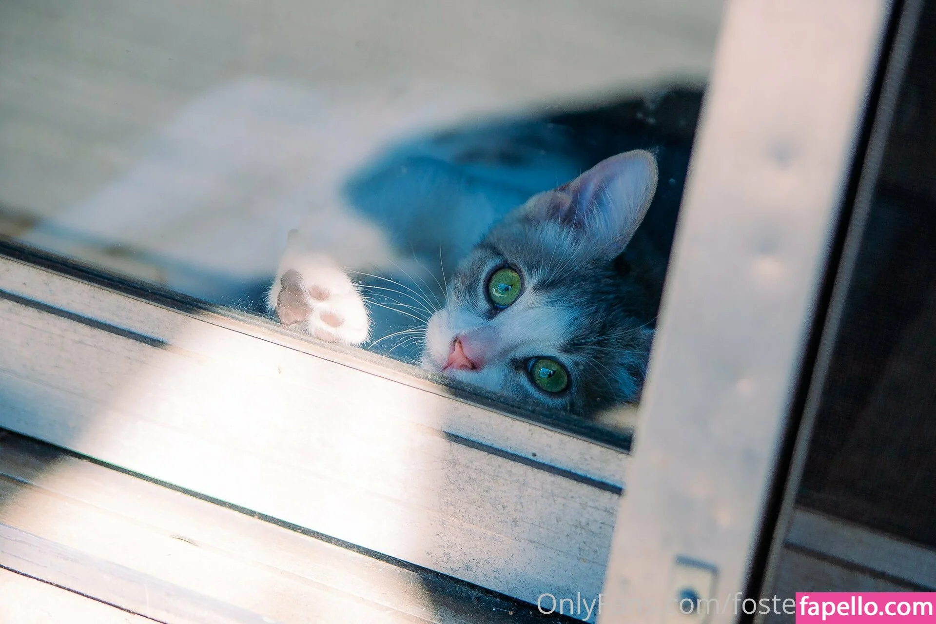 fosterkittendad Onlyfans Photo Gallery 