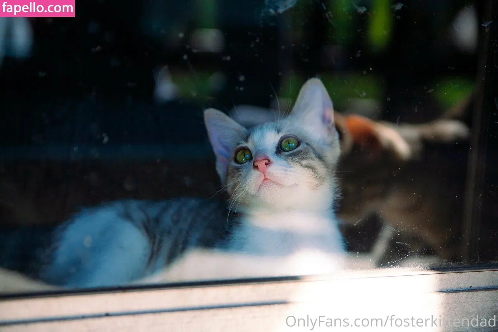 fosterkittendad Onlyfans Photo Gallery 