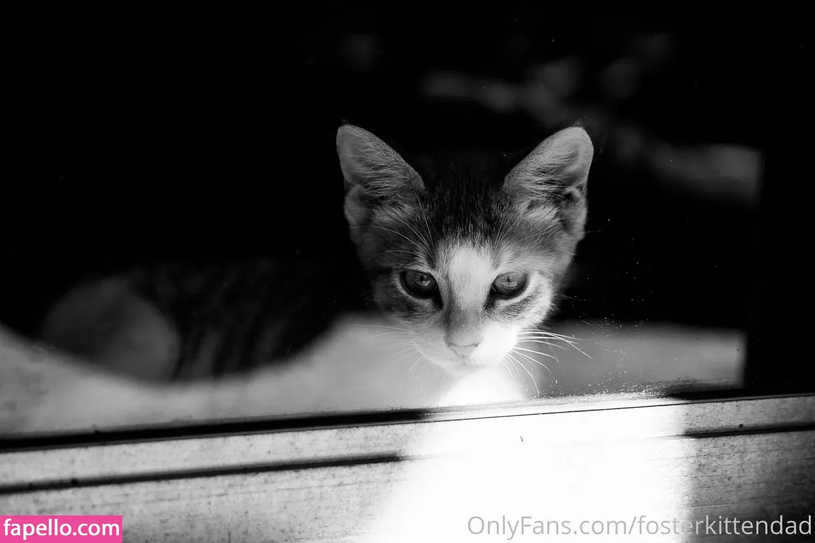 fosterkittendad Onlyfans Photo Gallery 