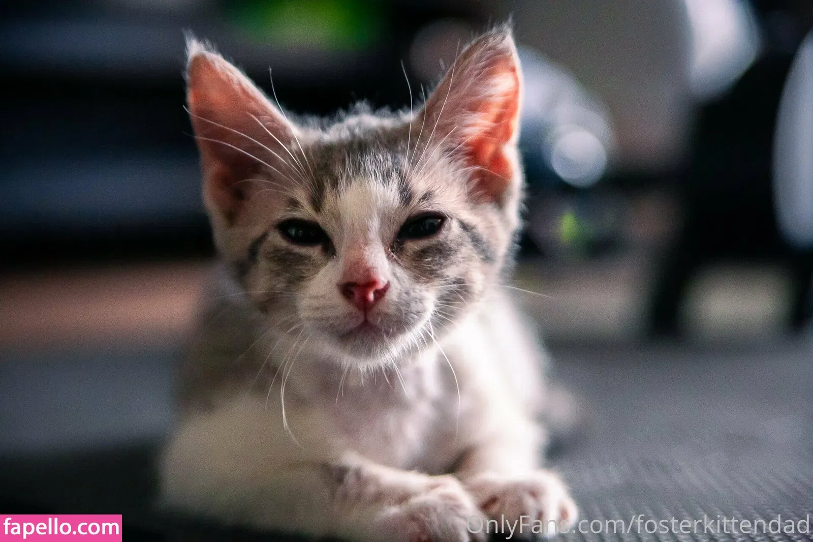 fosterkittendad Onlyfans Photo Gallery 