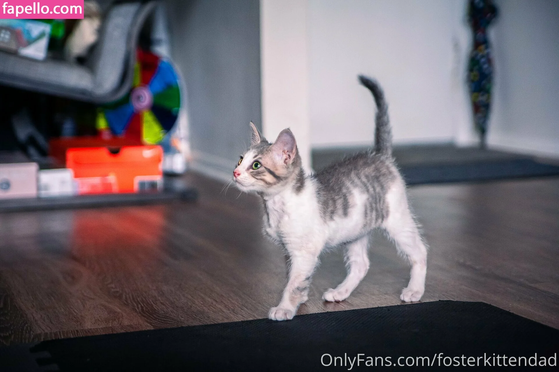 fosterkittendad Onlyfans Photo Gallery 