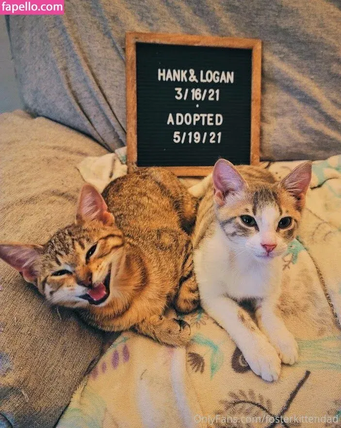 fosterkittendad Onlyfans Photo Gallery 