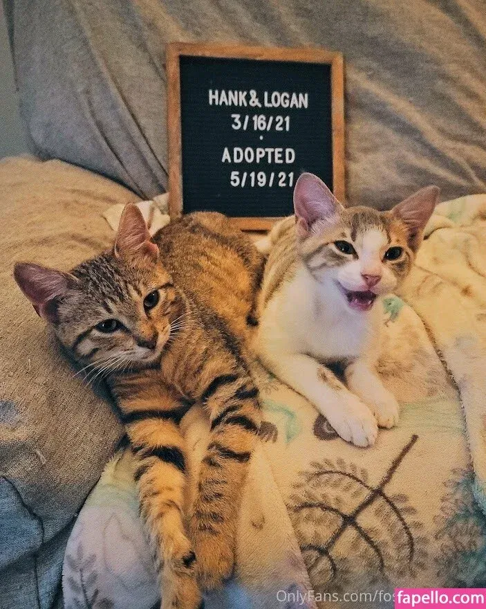 fosterkittendad Onlyfans Photo Gallery 