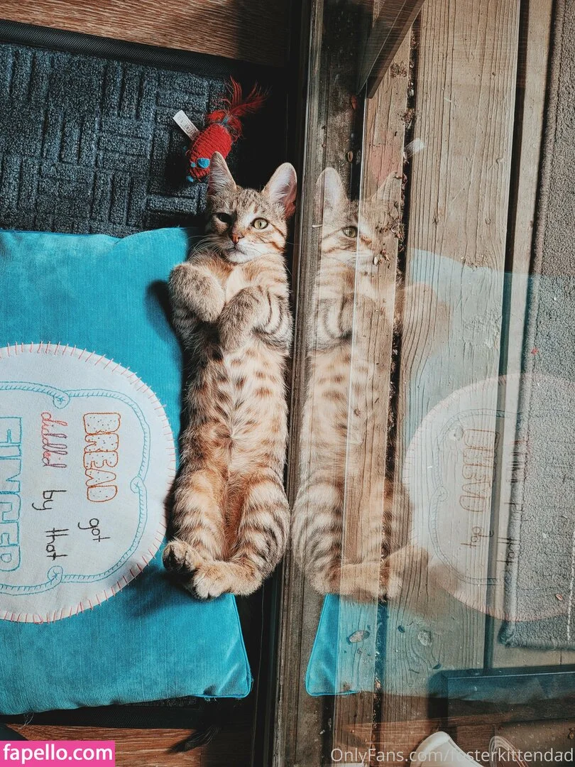 fosterkittendad Onlyfans Photo Gallery 