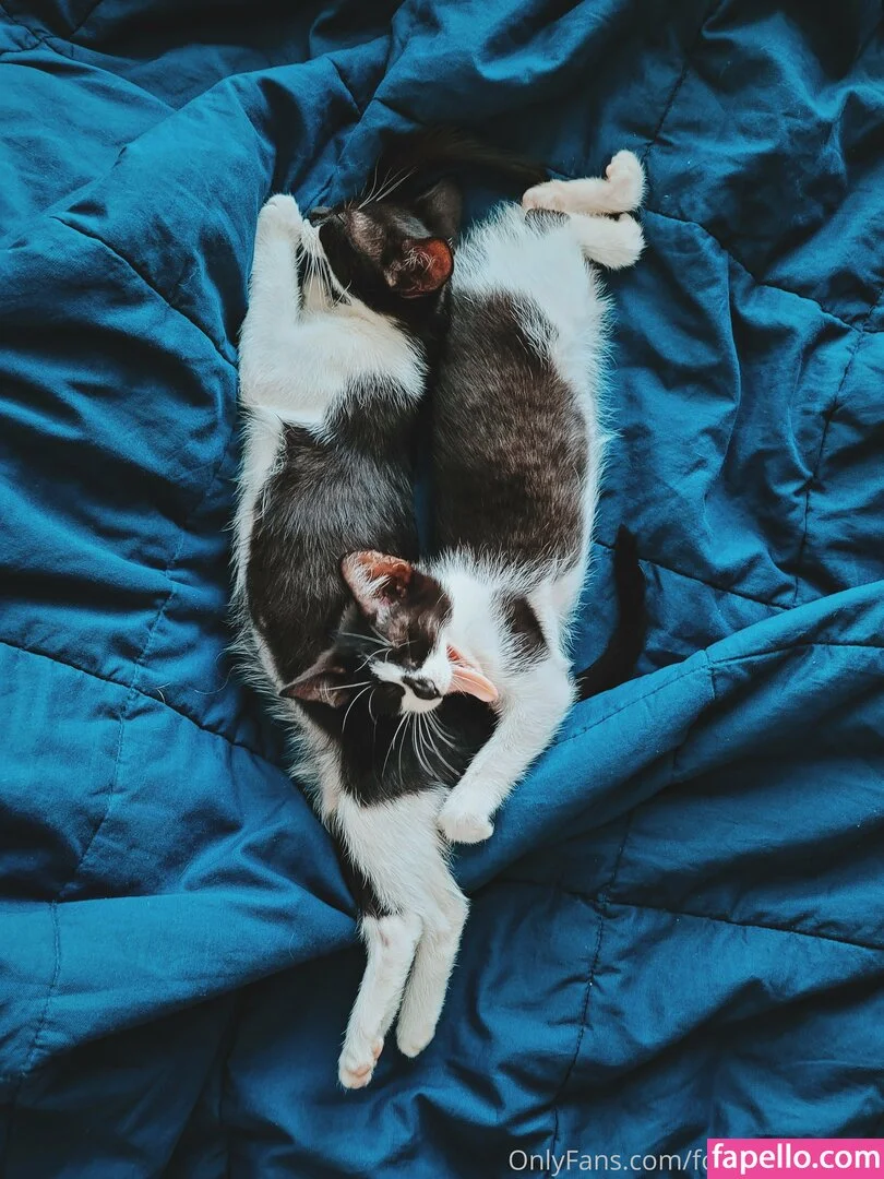 fosterkittendad Onlyfans Photo Gallery 