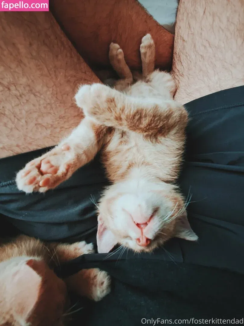 fosterkittendad Onlyfans Photo Gallery 