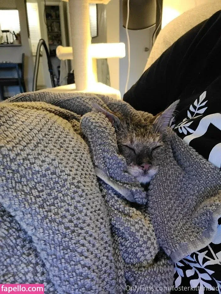 fosterkittendad Onlyfans Photo Gallery 