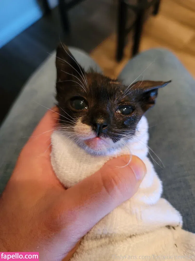 fosterkittendad Onlyfans Photo Gallery 