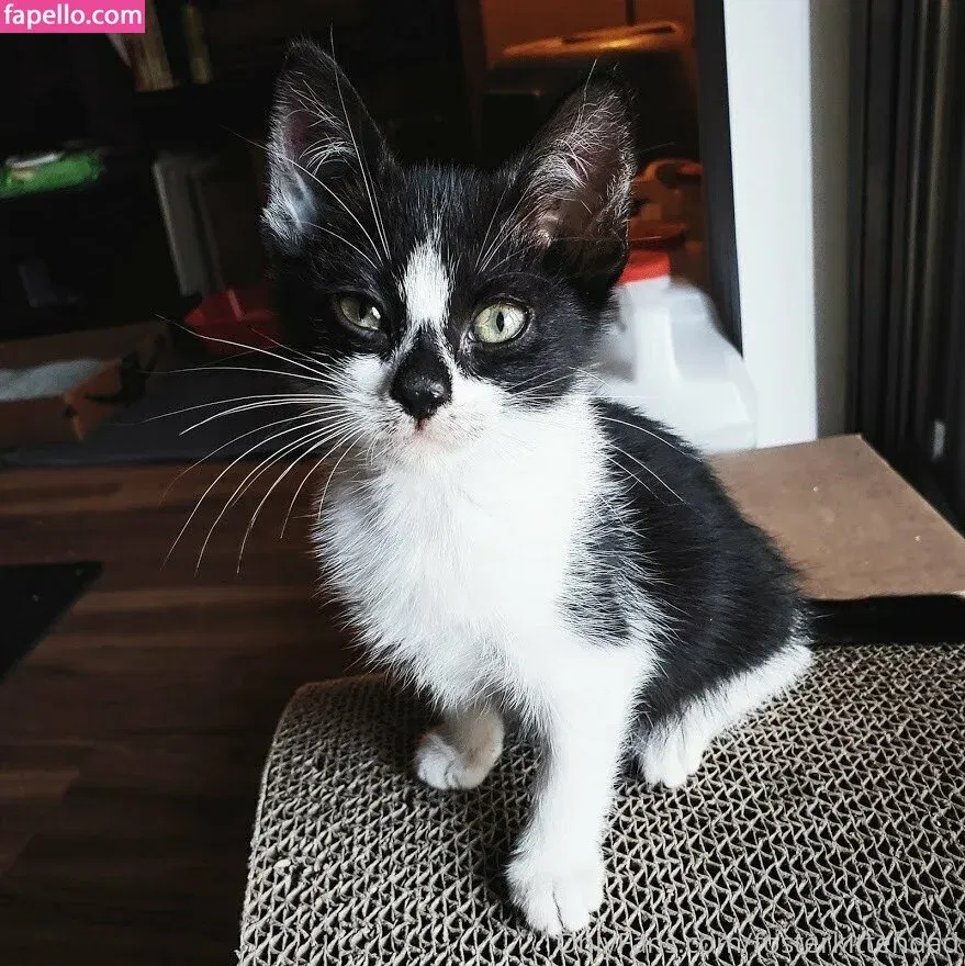 fosterkittendad Onlyfans Photo Gallery 