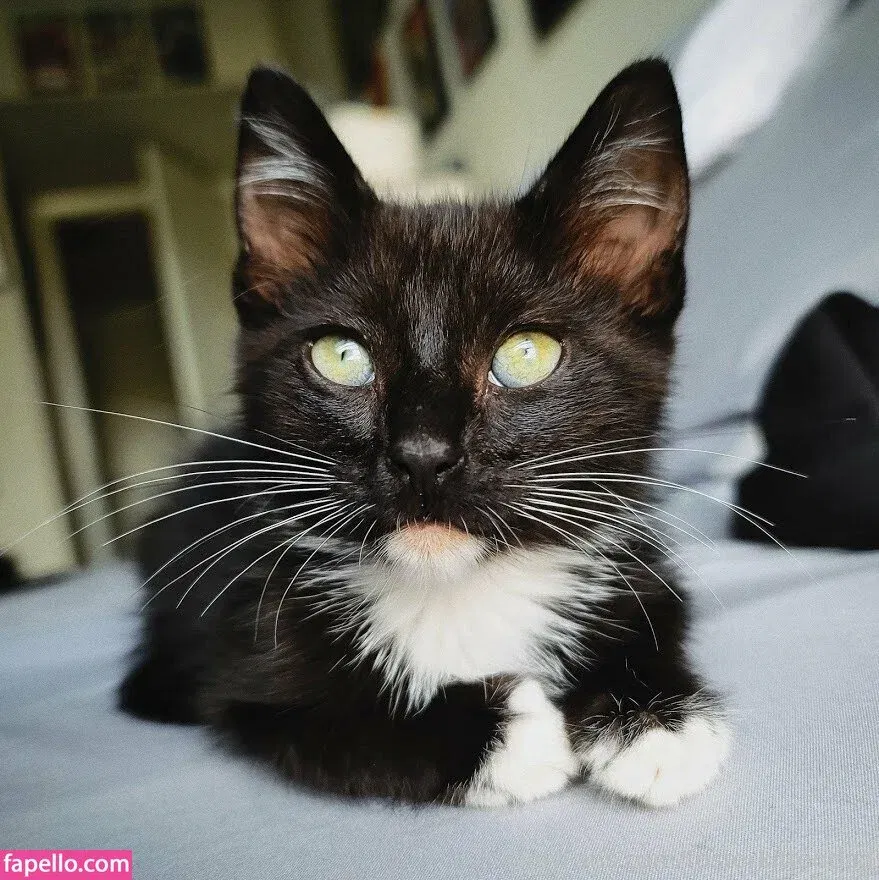 fosterkittendad Onlyfans Photo Gallery 