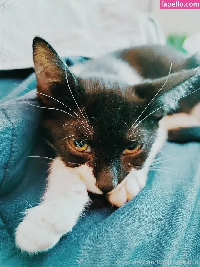 fosterkittendad Onlyfans Photo Gallery 