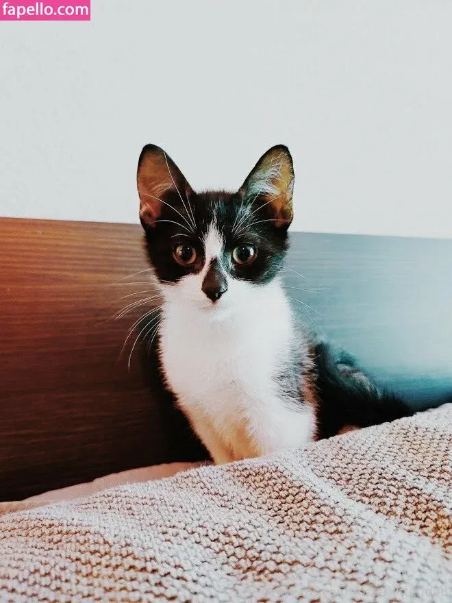 fosterkittendad Onlyfans Photo Gallery 