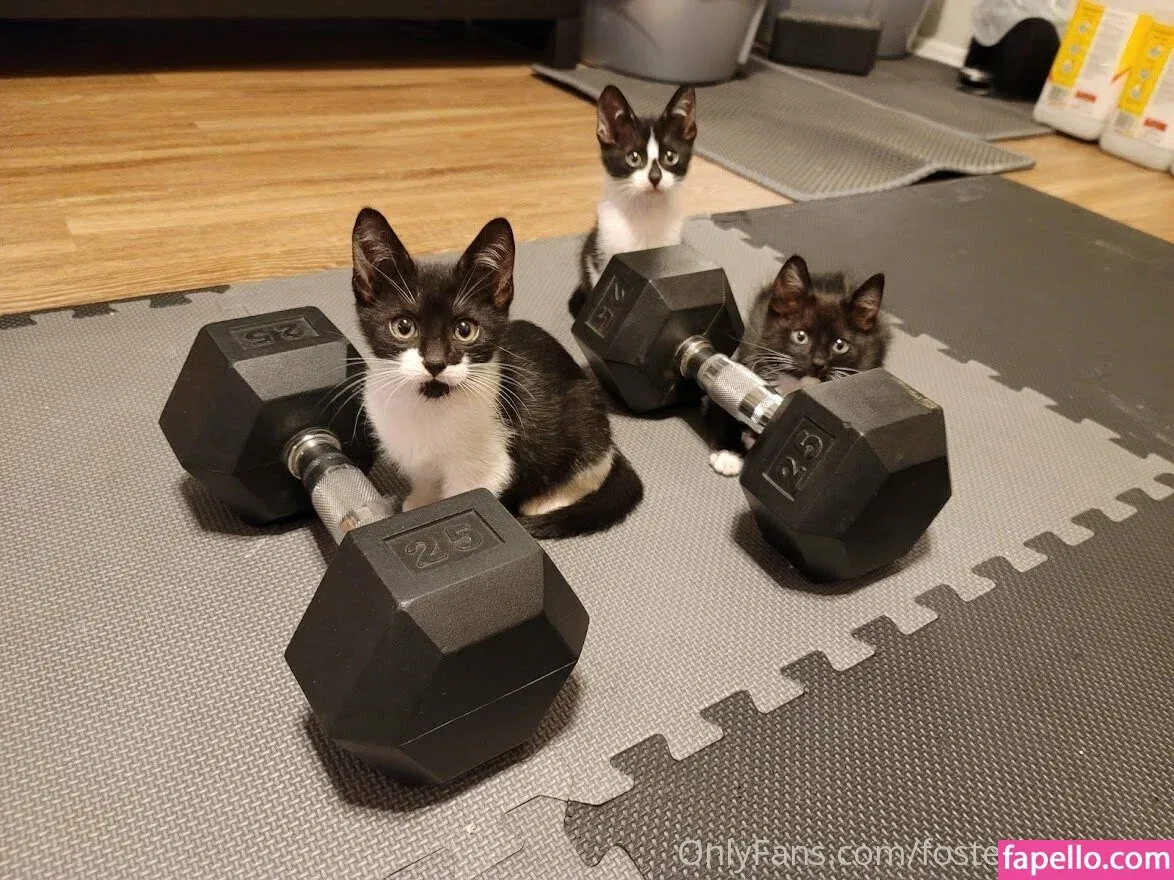 fosterkittendad Onlyfans Photo Gallery 