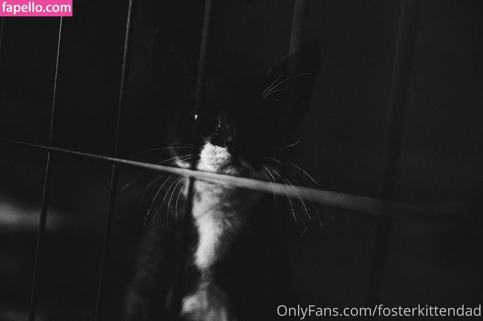 fosterkittendad Onlyfans Photo Gallery 