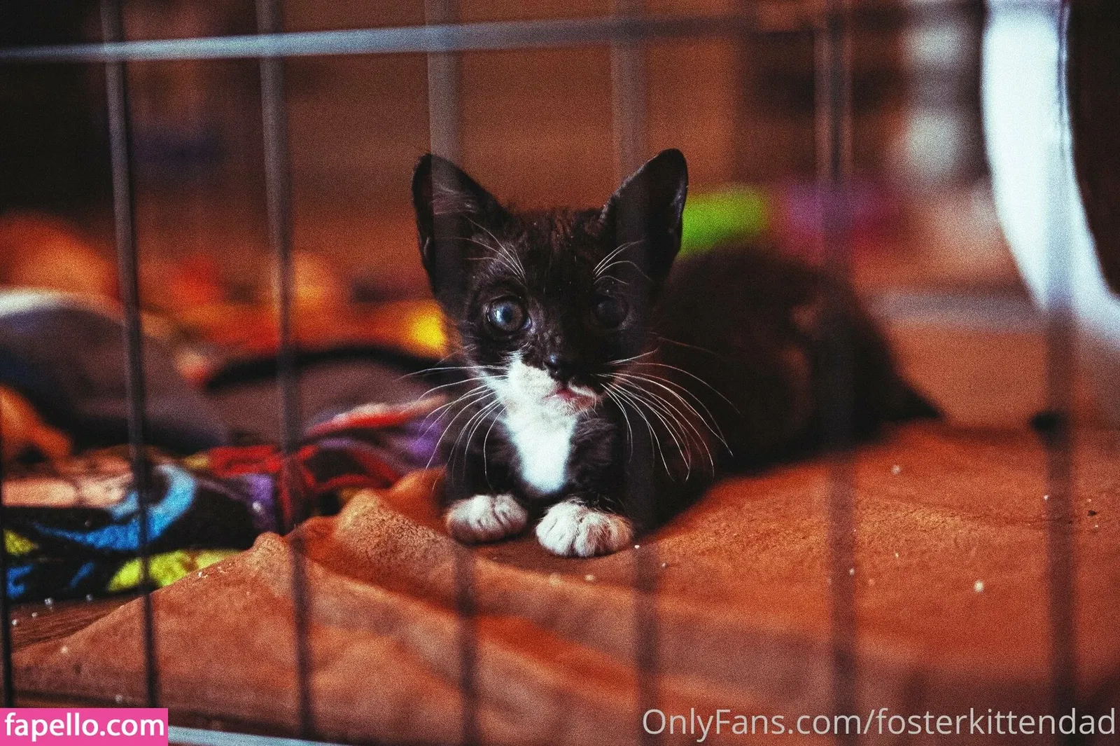 fosterkittendad Onlyfans Photo Gallery 