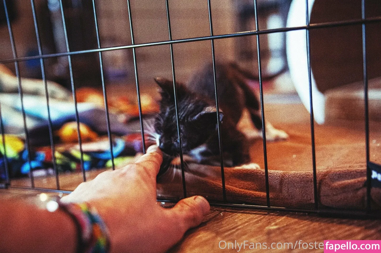 fosterkittendad Onlyfans Photo Gallery 