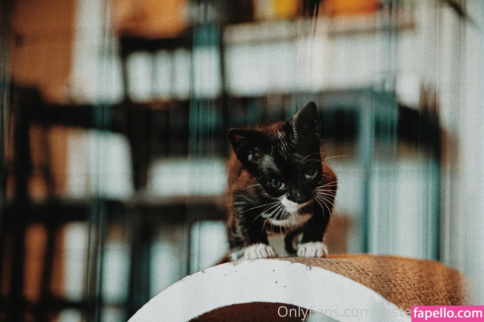 fosterkittendad Onlyfans Photo Gallery 