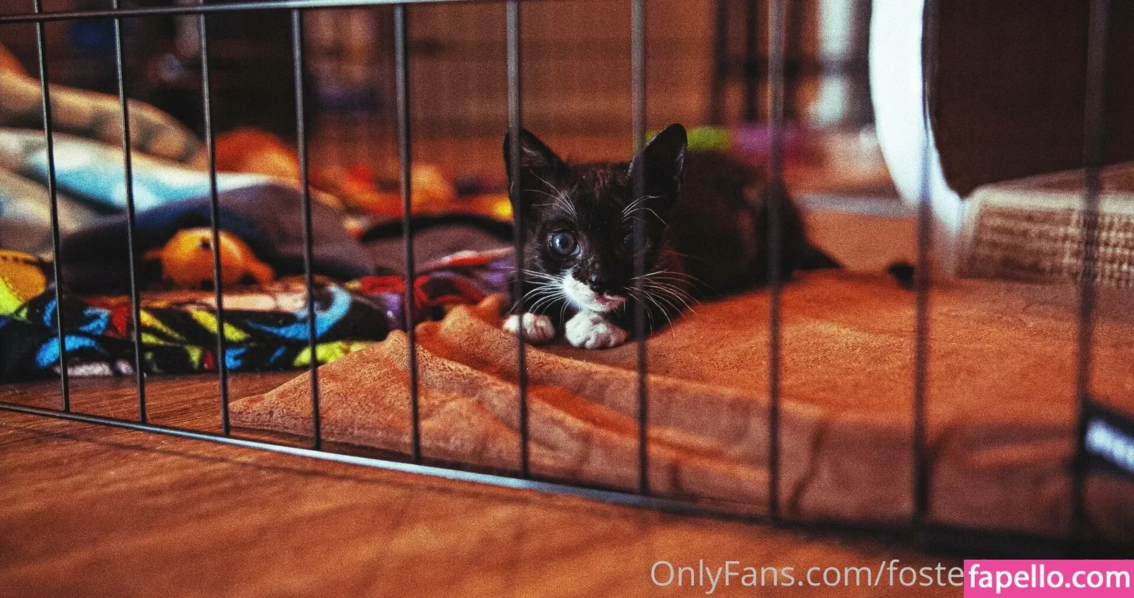 fosterkittendad Onlyfans Photo Gallery 