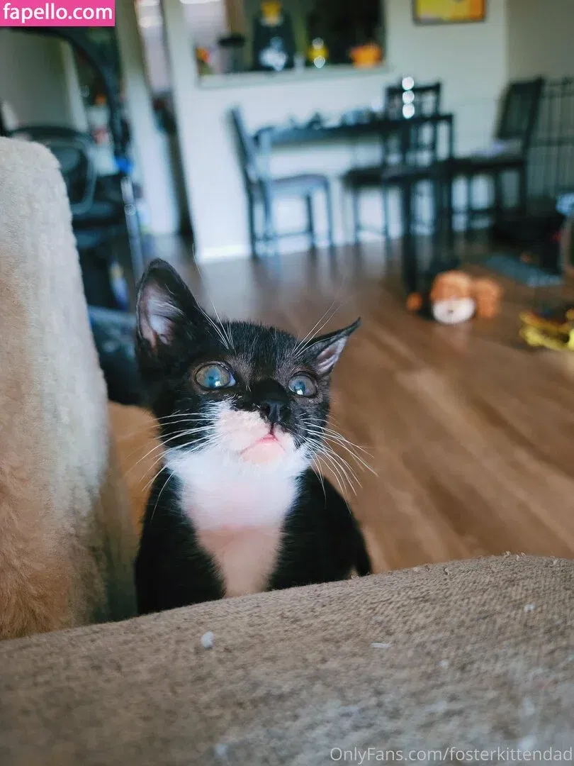 fosterkittendad Onlyfans Photo Gallery 
