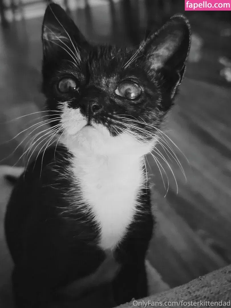 fosterkittendad Onlyfans Photo Gallery 