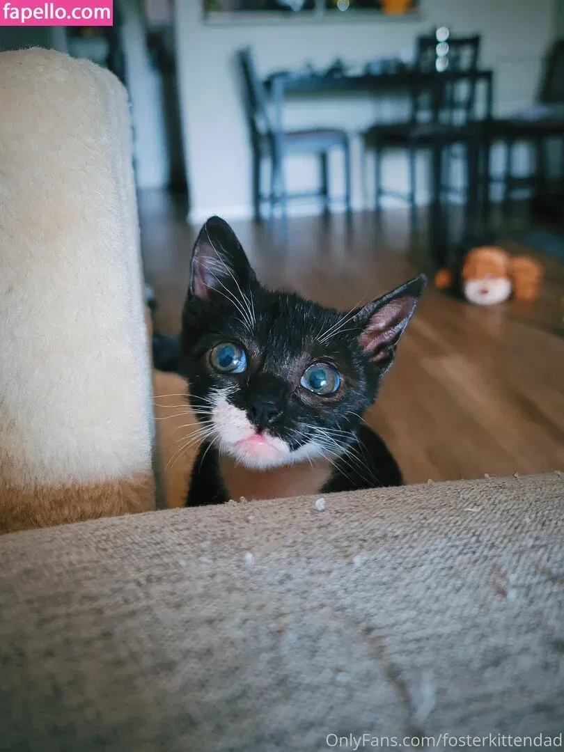 fosterkittendad Onlyfans Photo Gallery 