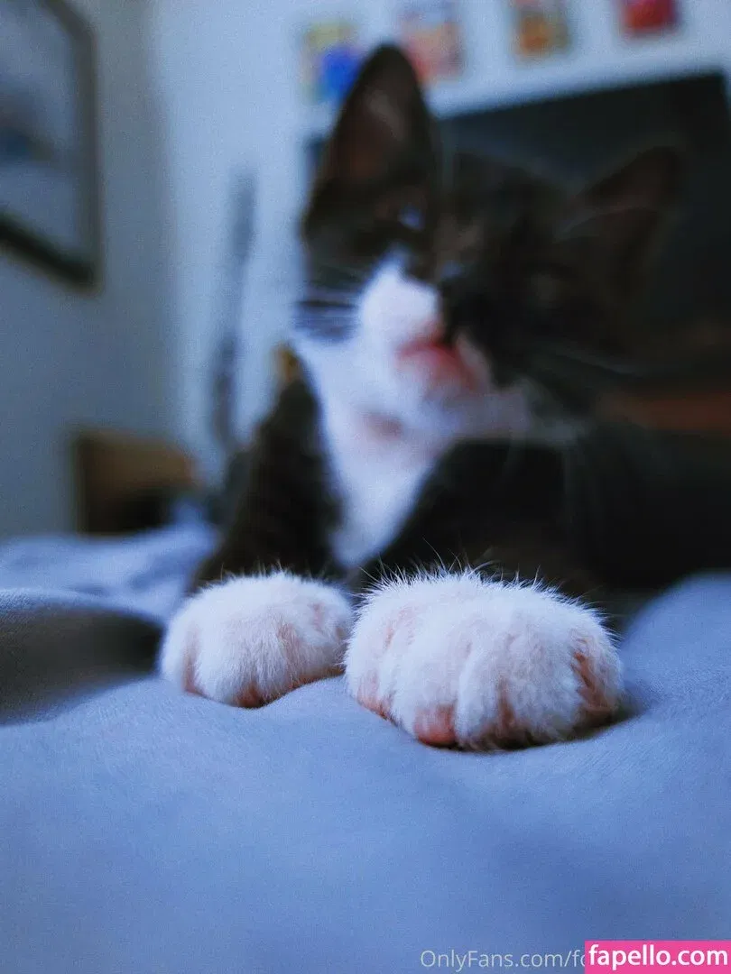 fosterkittendad Onlyfans Photo Gallery 