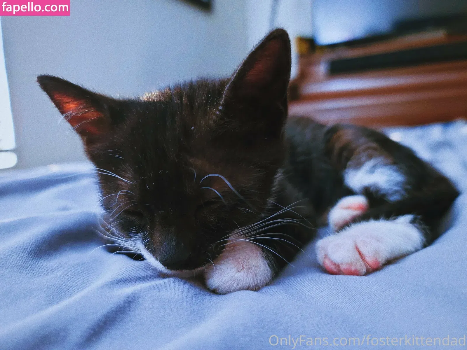 fosterkittendad Onlyfans Photo Gallery 