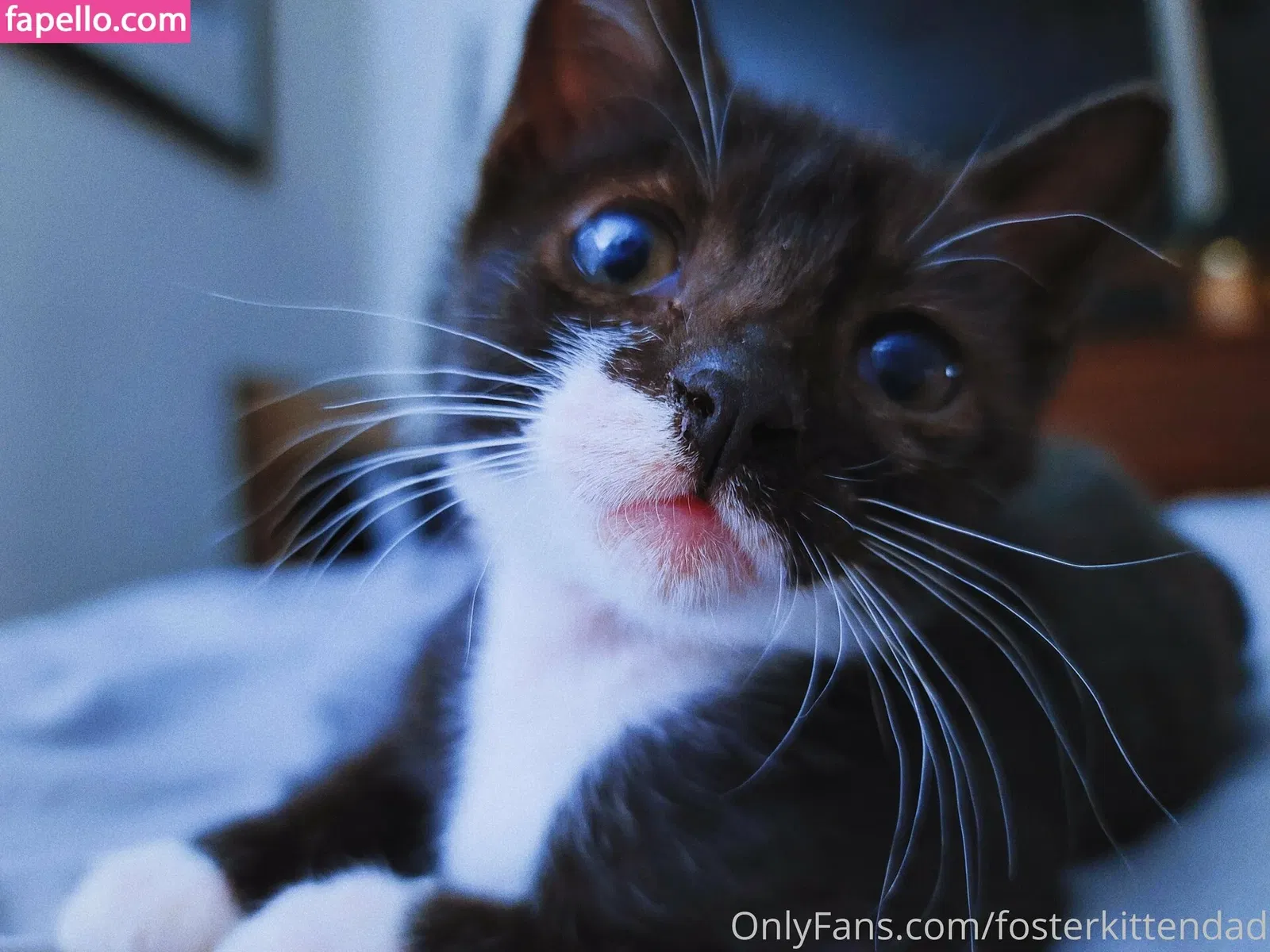 fosterkittendad Onlyfans Photo Gallery 