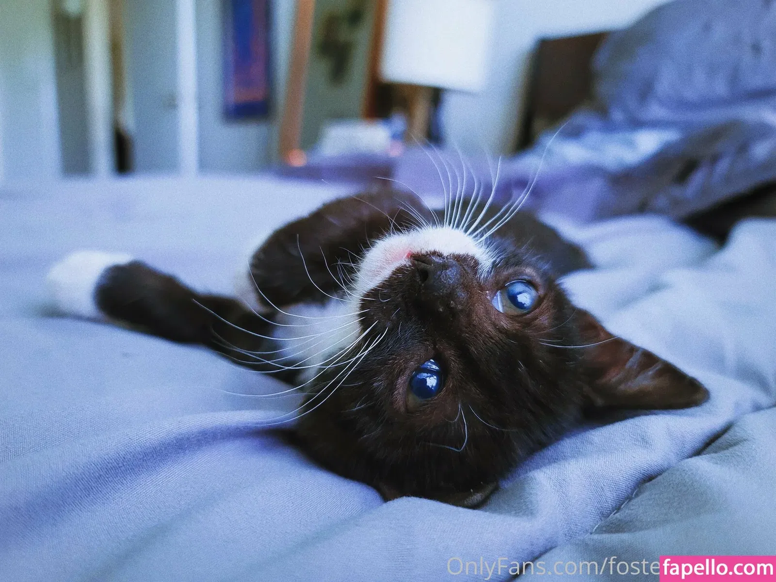 fosterkittendad Onlyfans Photo Gallery 