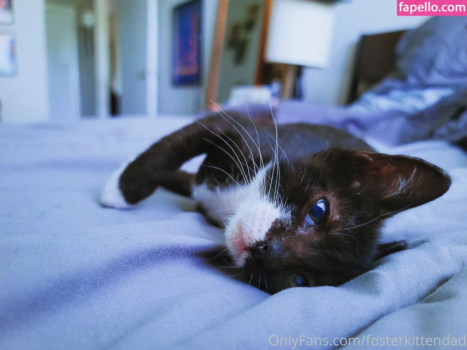 fosterkittendad Onlyfans Photo Gallery 