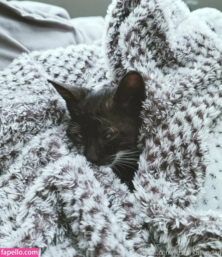 fosterkittendad Onlyfans Photo Gallery 