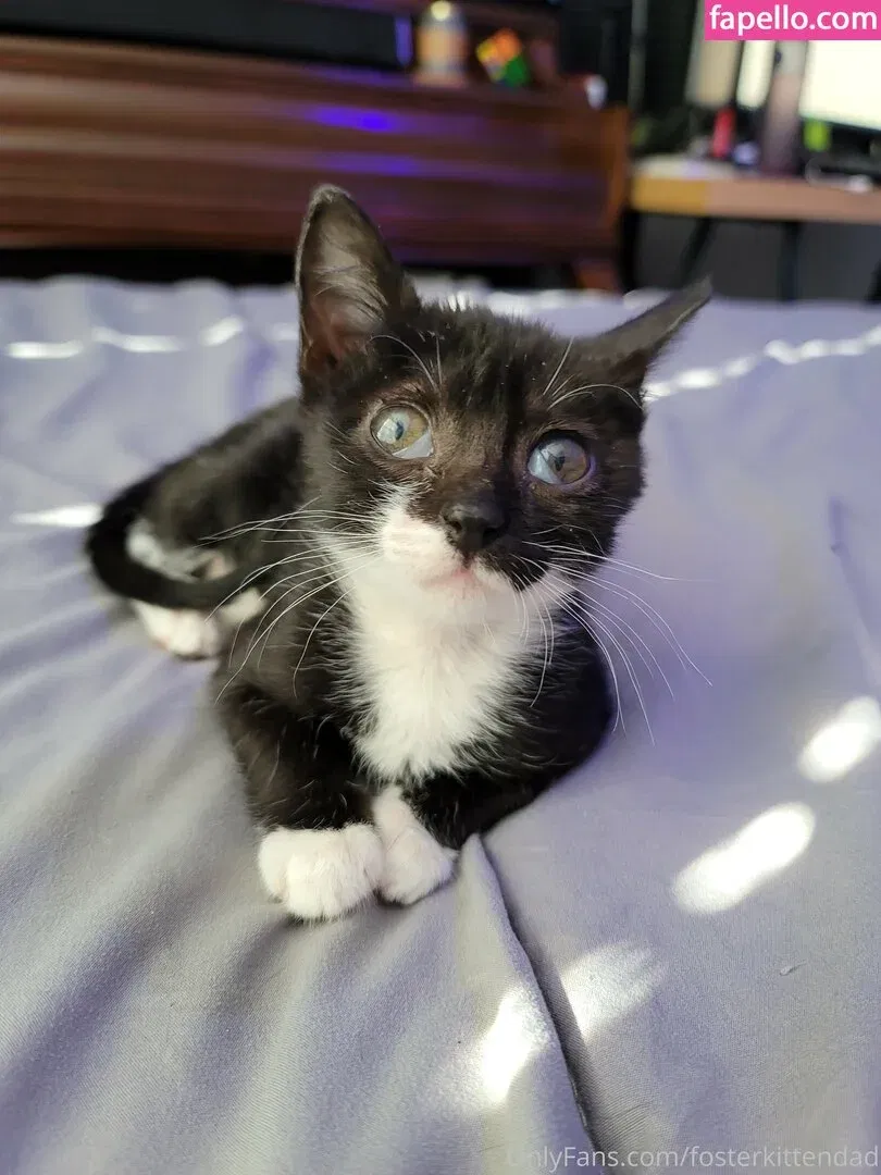 fosterkittendad Onlyfans Photo Gallery 